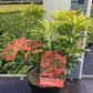 Bilde av Pieris Forest Flame-Spanne Plantesalg