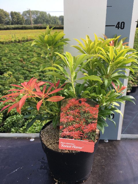 Bilde av Pieris Forest Flame-Spanne Plantesalg