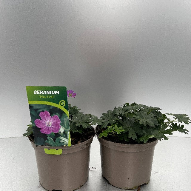 Bilde av Geranium Sanguineum Max Frei-Spanne Plantesalg