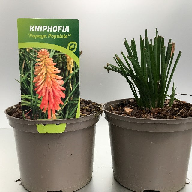 Bilde av Kniphofia Papaya Popsicle-Spanne Plantesalg