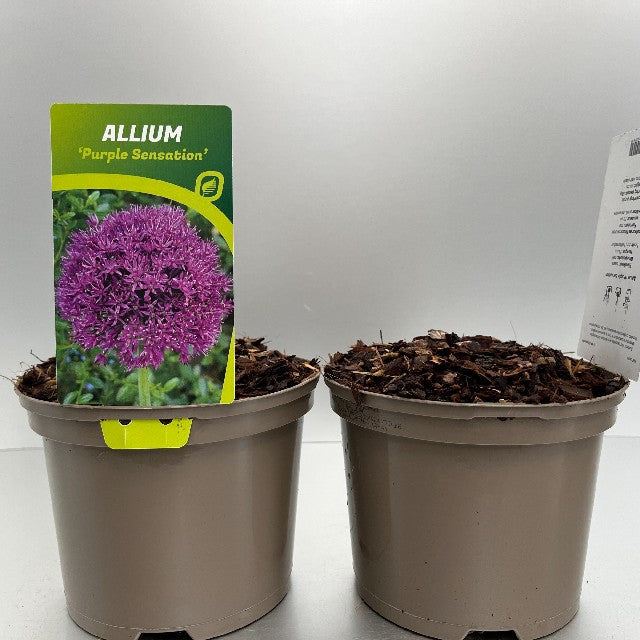 Bilde av Allium Purple Sensation-Spanne Plantesalg