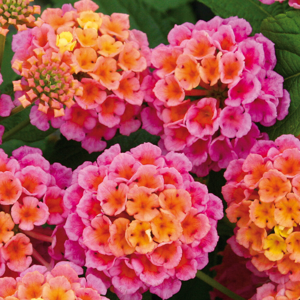 Bilde av Lantana Lantropics® Rose, 2 For 79,90-Spanne Plantesalg