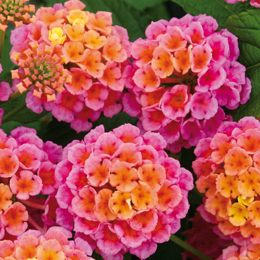 Bilde av Lantana Lantropics® Rose, 2 For 79,90-Spanne Plantesalg