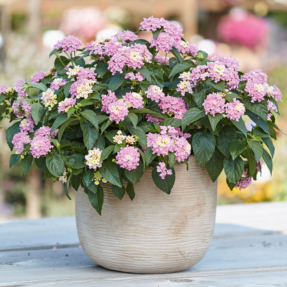 Bilde av Lantana Lantropics® Pink, 2 For 79,90-Spanne Plantesalg