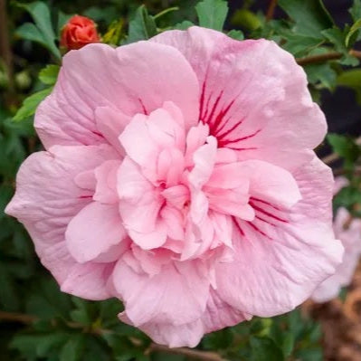 Bilde av Hibiscus Syriacus Pink Chiffon Noble®-Spanne Plantesalg