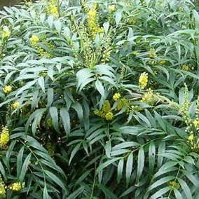 Bilde av Mahonia eur. 'Sweet Winter' ®-Spanne Plantesalg