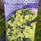 Bilde av Hydrangea pan. Mojito-Spanne Plantesalg