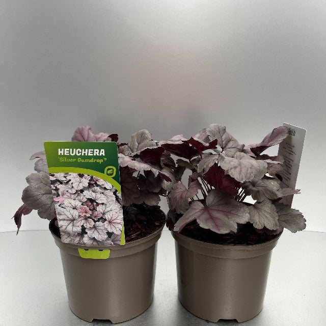 Bilde av Heuchera Silver Gumdrop-Spanne Plantesalg