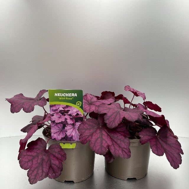 Bilde av Heuchera Wild Rose-Spanne Plantesalg