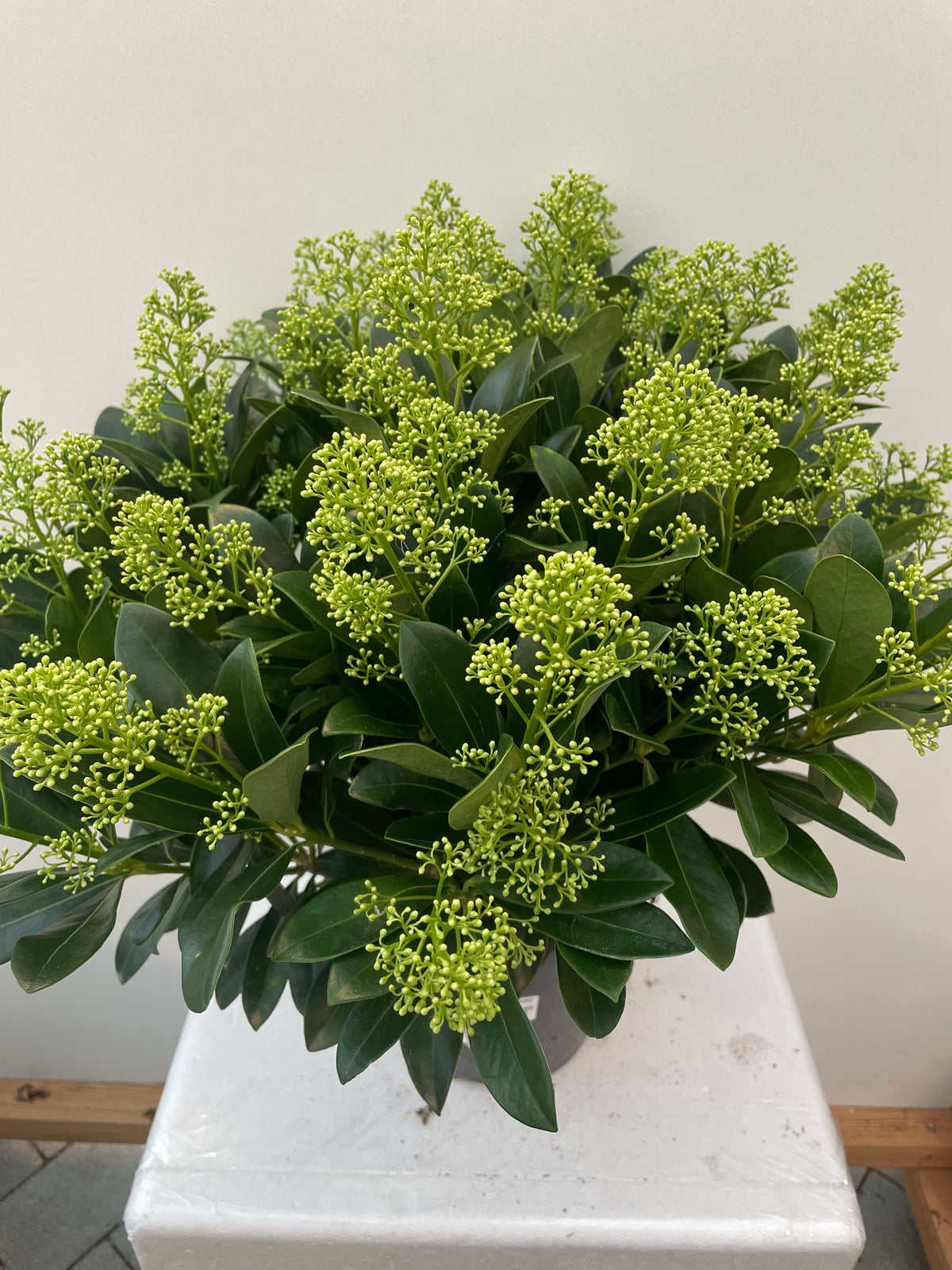 Bilde av Skimmia jap. Finchy-Spanne Plantesalg