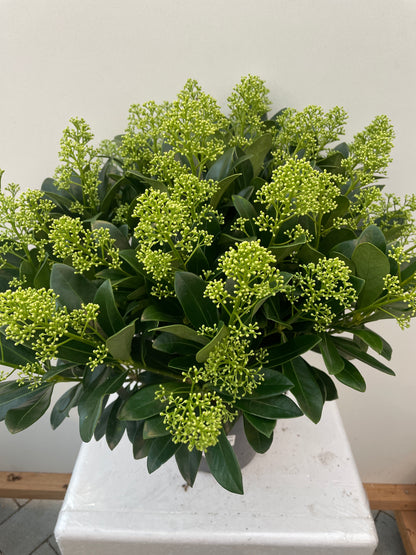 Bilde av Skimmia jap. Finchy-Spanne Plantesalg