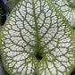 Bilde av Brunnera ‘Jack Of Diamonds’-Spanne Plantesalg