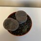 Lithops