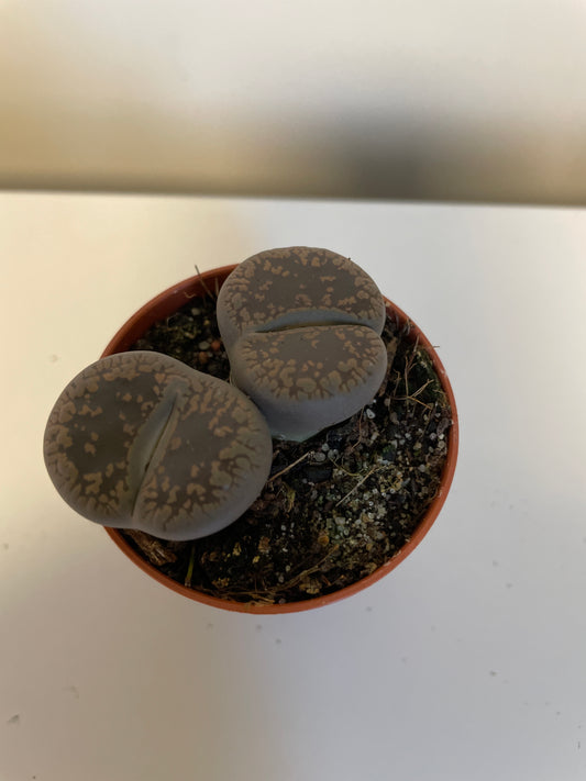 Lithops