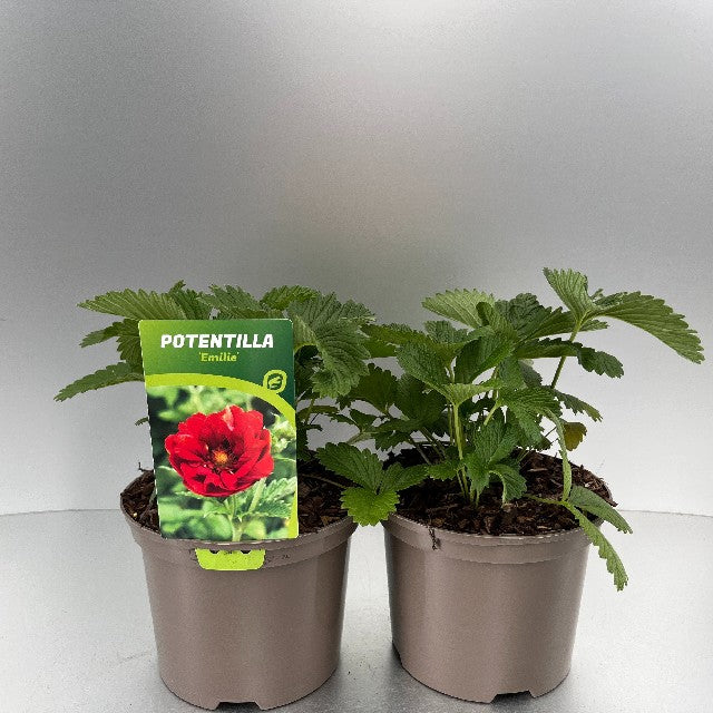 Bilde av Potentilla Emilie-Spanne Plantesalg