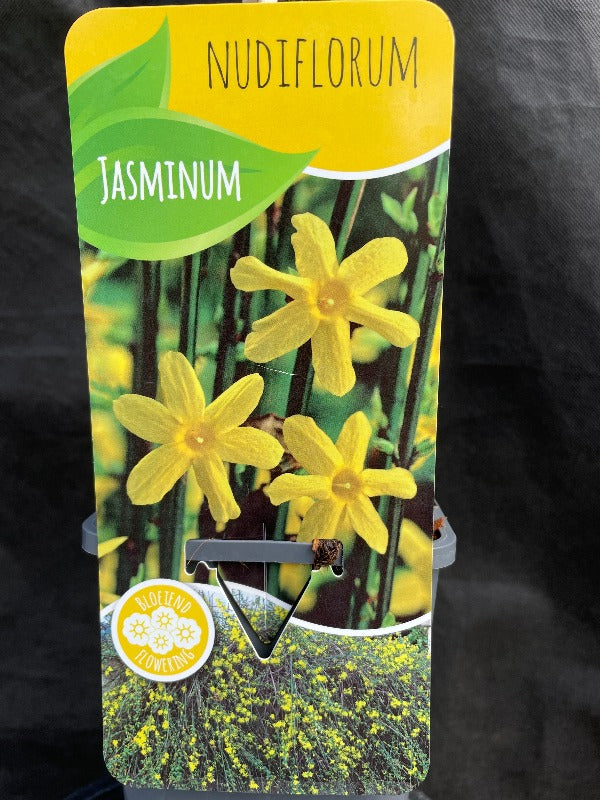 Bilde av Jasminum nudiflorum-Spanne Plantesalg