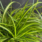Bilde av Carex oshim. 'Eversheen'-Spanne Plantesalg