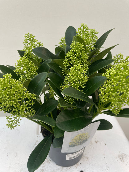 Skimmia jap. Finchy