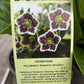 Bilde av HELLEBORUS 'ROMANTIC GETAWAY'-Spanne Plantesalg