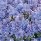 Bilde av Rhododendron lep. 'Arctic Blue'-Spanne Plantesalg