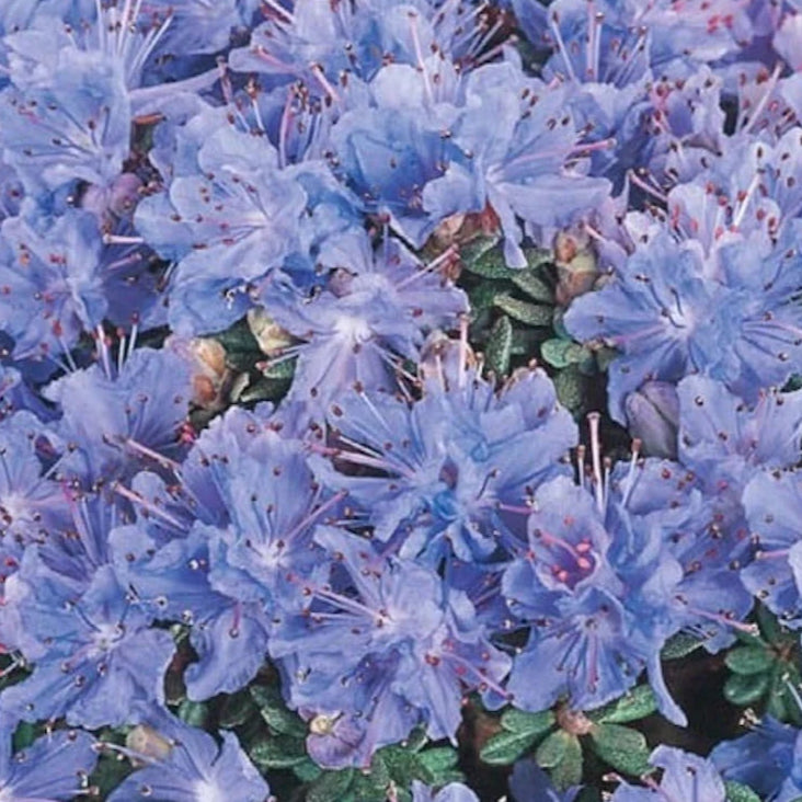 Bilde av Rhododendron lep. 'Arctic Blue'-Spanne Plantesalg