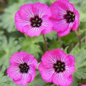 Bilde av Geranium cin. 'Jolly Jewel Pink'®-Spanne Plantesalg