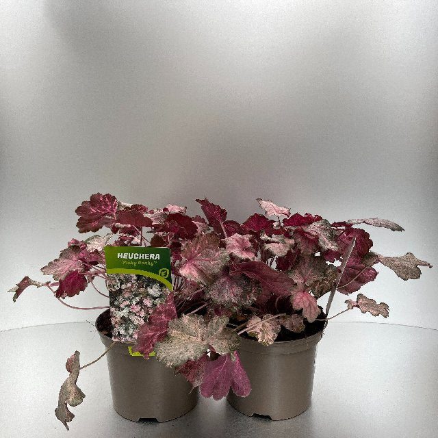 Bilde av Heuchera Pinky Panky-Spanne Plantesalg