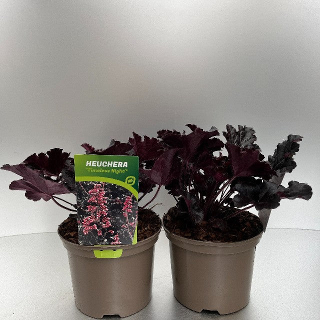 Bilde av Heuchera Timeless Night-Spanne Plantesalg