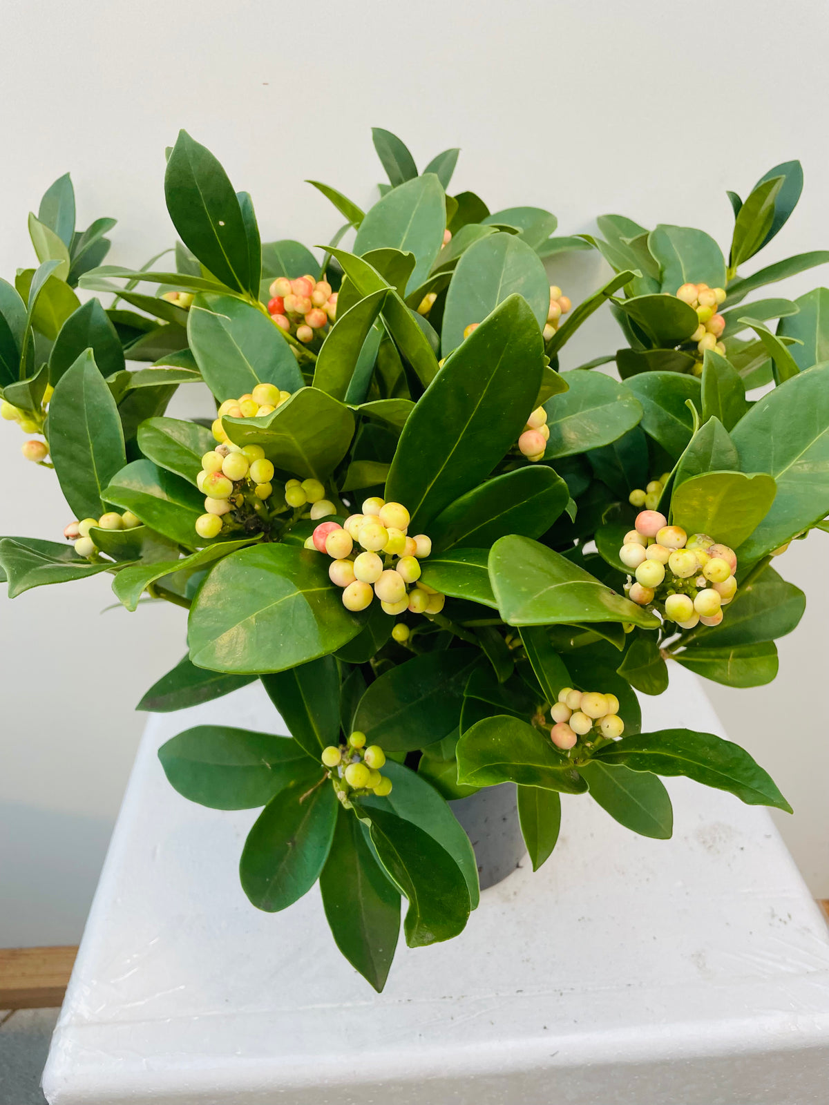 Bilde av Skimmia jap. OBerries Big-Spanne Plantesalg
