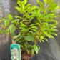 Bilde av Cephalanthus occidentalis-Spanne Plantesalg
