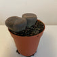 Lithops