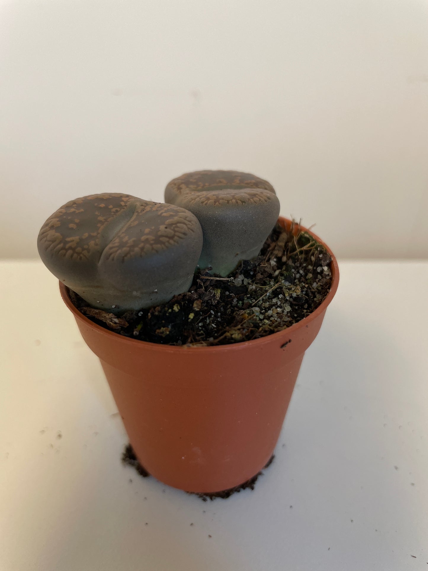 Lithops