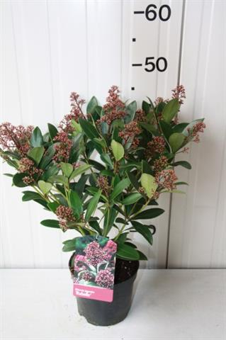 Bilde av Skimmia Jap. Rubella-Spanne Plantesalg