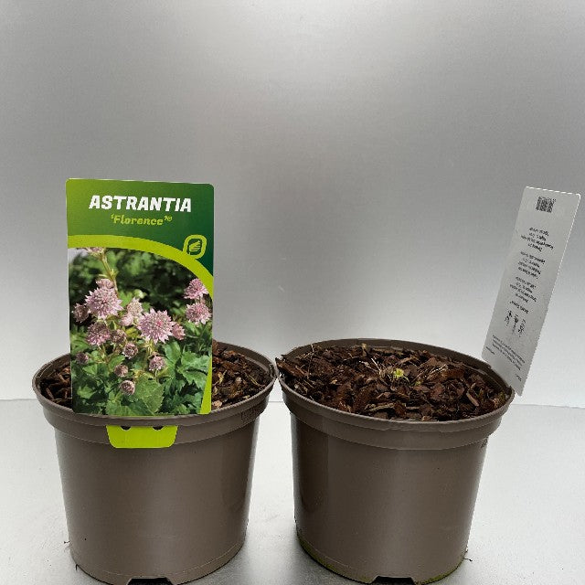 Bilde av Astrantia Major Florence-Spanne Plantesalg