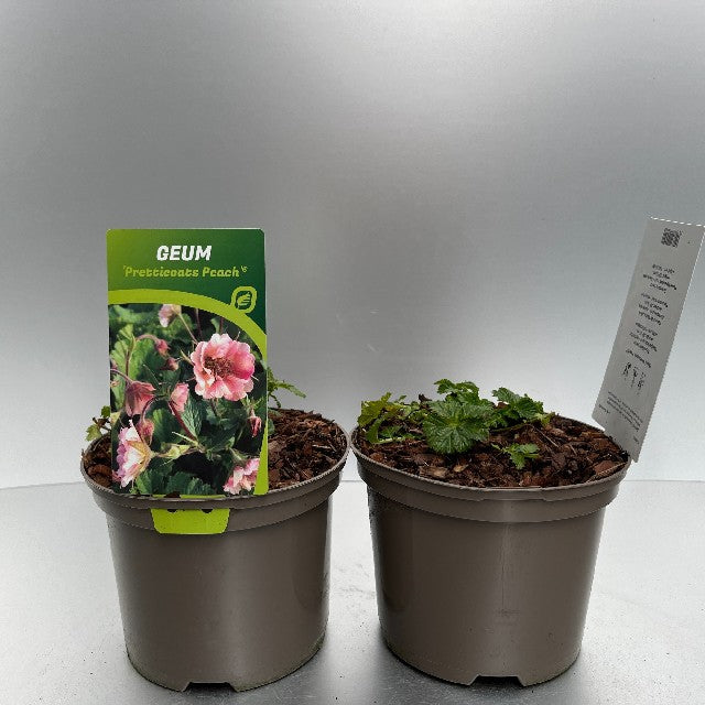 Bilde av Geum Pretticoats Peach®-Spanne Plantesalg