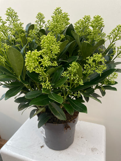 Bilde av Skimmia jap. Finchy-Spanne Plantesalg