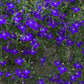 Bilde av Lobelia er. Techno 2.0 Dark Blue, 2 For 79,90-Spanne Plantesalg