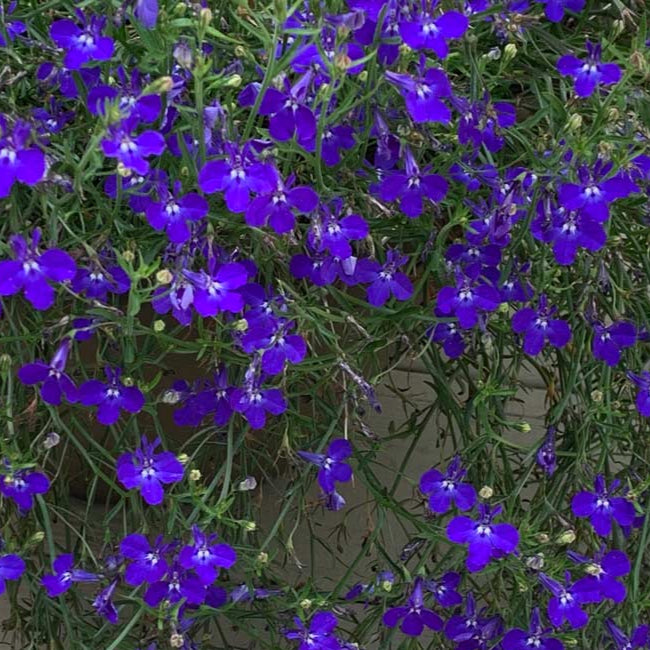 Bilde av Lobelia er. Techno 2.0 Dark Blue, 2 For 79,90-Spanne Plantesalg