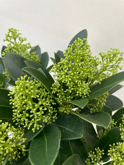 Skimmia jap. Finchy