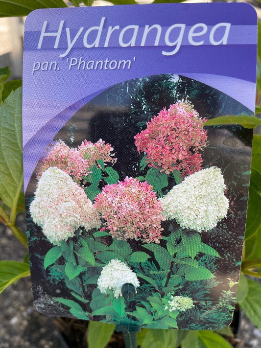 Bilde av Hydrangea pan. 'Phantom'-Spanne Plantesalg