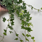 Bilde av EFØY BROKET-Spanne Plantesalg