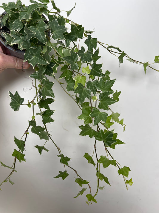 Bilde av EFØY BROKET-Spanne Plantesalg
