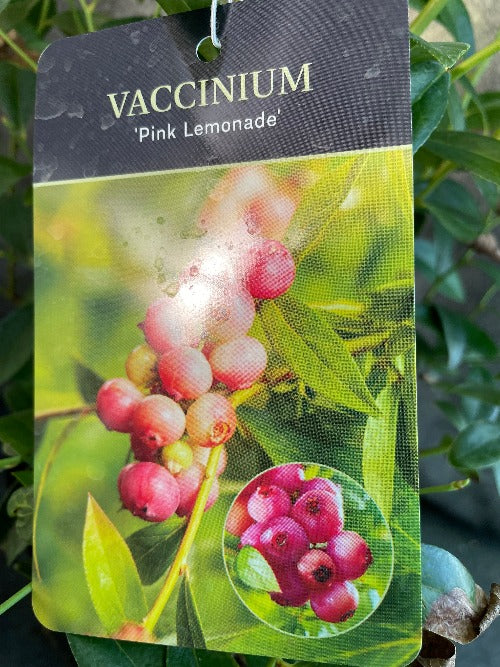 Bilde av Vaccinium 'Pink Lemonade'-Spanne Plantesalg
