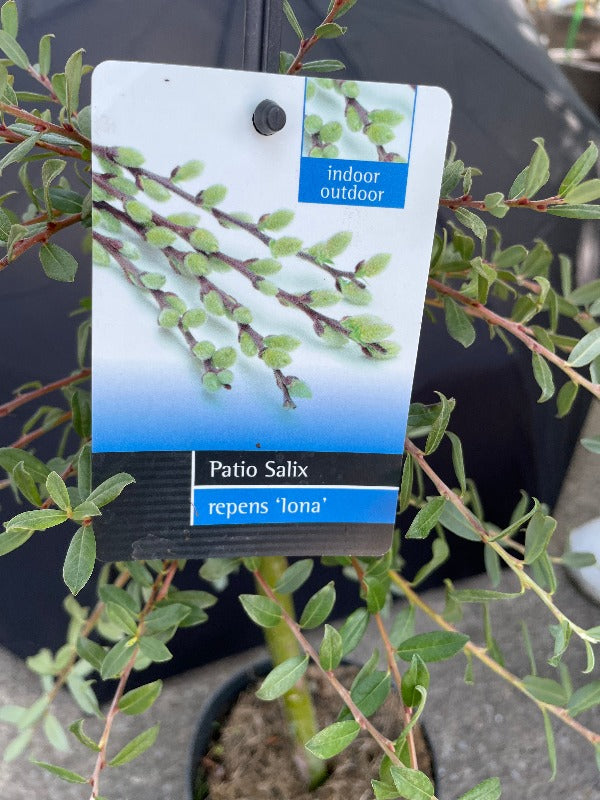 Bilde av Salix repens 'Iona'-Spanne Plantesalg