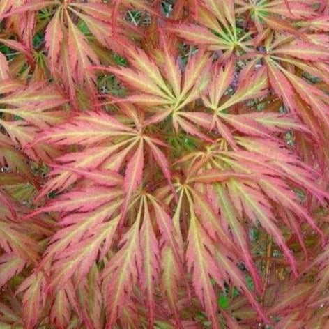 Bilde av Acer palmatum 'Baby Lace'-Spanne Plantesalg