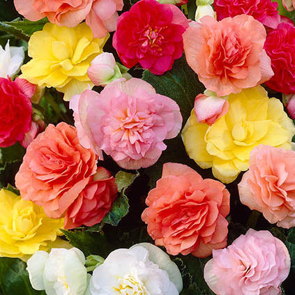 Bilde av Begonia tub. GO!Early Mix , 2 For 79,90-Spanne Plantesalg