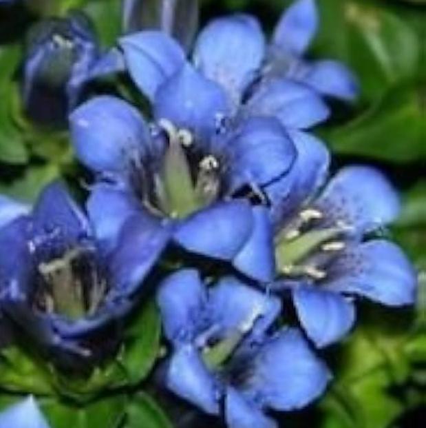 Bilde av Gentiana dahurica-Spanne Plantesalg