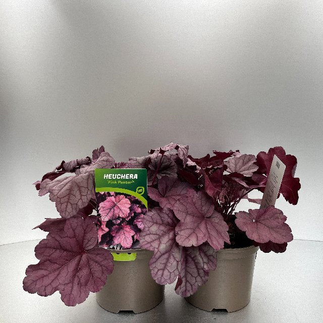 Bilde av Heuchera Pink Panter-Spanne Plantesalg