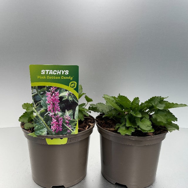 Bilde av Stachys Pink Cotton Candy-Spanne Plantesalg