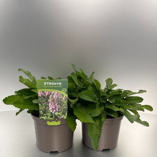 Bilde av Stachys Summer Crush-Spanne Plantesalg